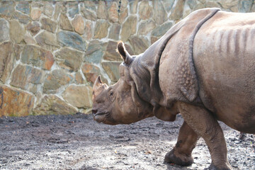 Obraz premium Close-up on an adult rhinoceros in the park.