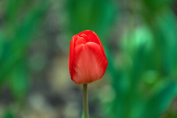 red tulip in the garden