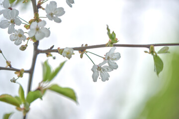 blossom in spring