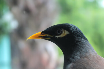 An ordinary myna's head in an apartment, close-up