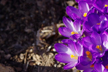 close up of purple spring crocus flowers with copy space