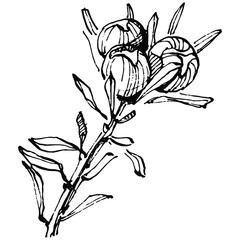 Juniper vector drawing. Isolated vintage illustration of berry on branch. Organic essential oil engraved style sketch. Beauty and spa, cosmetic ingredient. Great for label, poster, flyer, packaging