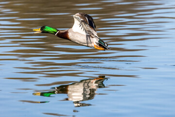 Wild duck or mallard, Anas platyrhynchos flying over a lake in Munich, Germany