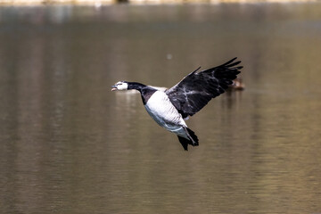 Barnacle goose, Branta leucopsis flying over a lake near Munich in Germany.