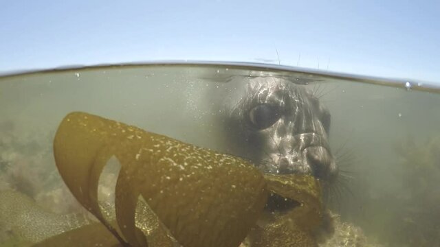 young elephant seal approaching to the camera, underwater split shot over under water