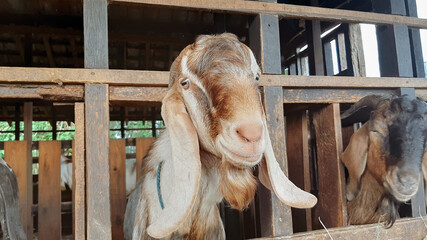 goat farm