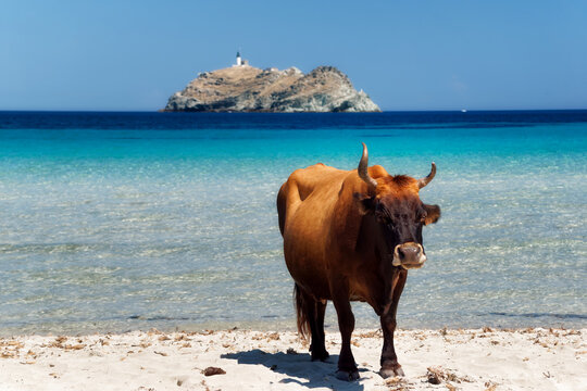 Corsican cow and Giraglia island in Barcaggio beach