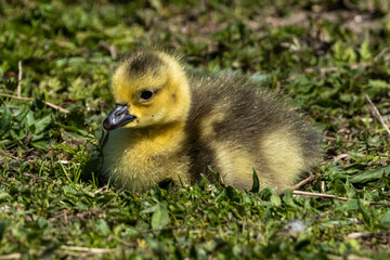 Beautiful yellow fluffy Canada Goose baby gosling in spring, Branta canadensis