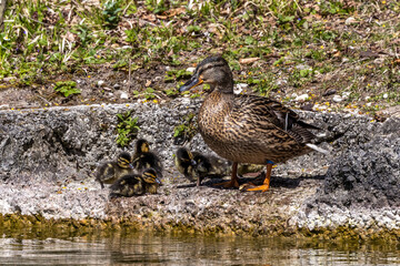 Wild duck or mallard, Anas platyrhynchos family with young goslings at a lake in Munich, Germany