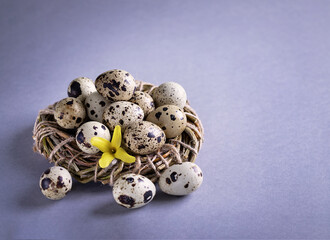 Easter composition. Easter background. Easter quail eggs. Quail eggs on gray background