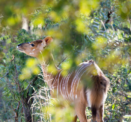 Female kudu (Tragelaphus strepsiceros) browsing on leaves in the South African bush