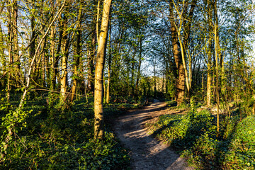 A Woodland Trail