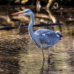 Grey heron, Ardea cinerea, a massive gray bird wading through a flat lake searching for fish