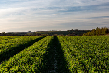 Looking along a pathway through crops in the South Downs