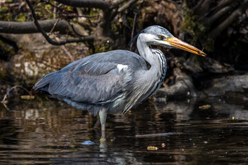 While fishing in the moving water a grey heron, Ardea cinerea successfully caught a fish.