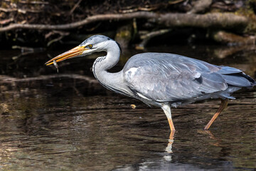 While fishing in the moving water a grey heron, Ardea cinerea successfully caught a fish.