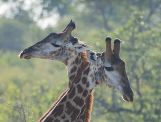 A pair of giraffes (Giraffa giraffa) sparring in the African bush