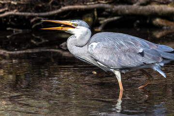 While fishing in the moving water a grey heron, Ardea cinerea successfully caught a fish.