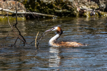 Great Crested Grebe, Podiceps cristatus with beautiful orange colors, a water bird with red eyes.
