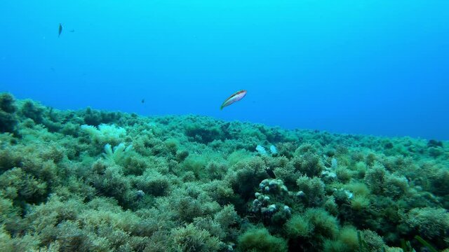 Little colorful reef fish -Coris Julis- in a Mediterranean reef
