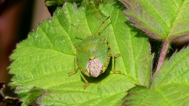 Green Shield Bug or Common Green Shieldbug, Palomena prasina on leaf