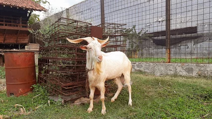 Fotobehang big horned goat © ilham
