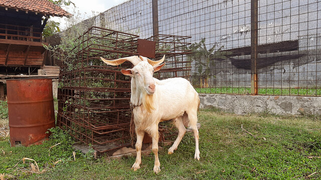 big horned goat