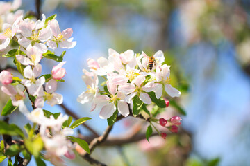 Apple blossoms over blurred nature background. Spring flowers. Spring Background.