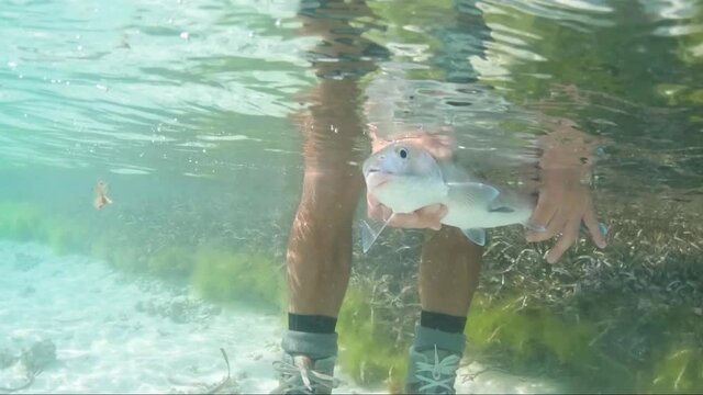 fly fisherman  relase bonefish under clear water