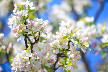 Apple blossoms over blurred nature background. Spring flowers. Spring Background.