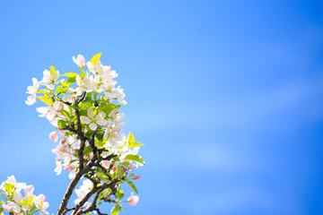 Apple blossoms over blurred nature background. Spring flowers. Spring Background.