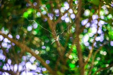 Spider on the tree in the web