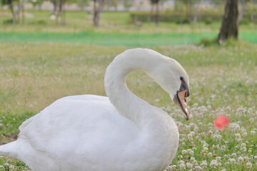 公園の白鳥