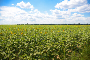 Fototapeta na wymiar Sunflower field on a summer sunny day against the blue sky