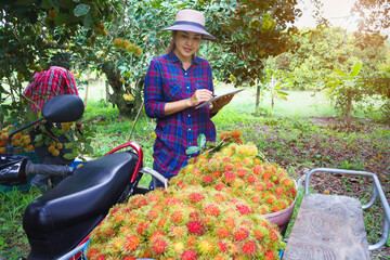A young woman standing with a tablet checks the quality of the bright red rambutan that is about to be sent for sale in the garden in Thailand, checking the quantity of the product with the tablet.