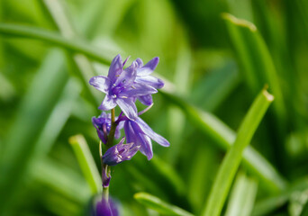native english bluebells with blue purple petals in bloom