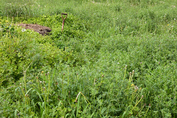 草むらになった空き地