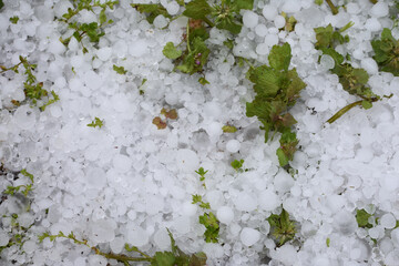 草むらに降ったひょう