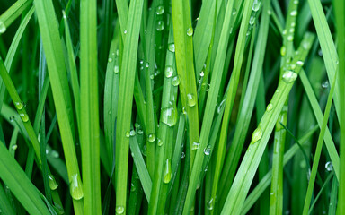 Fresh green grass with drops of water