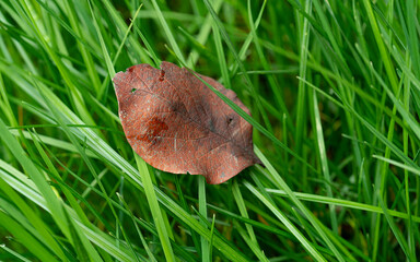 Dry leaves on green grass