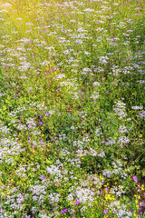 Floral background. Wildflowers on meadow on sunny summer day, sunlight