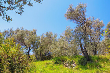 Olive grove. Olive trees on sunny day. Montenegro