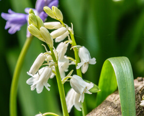 spanish bluebells with light blue, pink and white petals in bloom