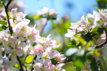 Apple blossoms over blurred nature background. Spring flowers. Spring Background.
