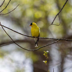 Bright yellow male goldfinch perched on tree limb