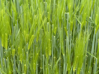 Naklejka na ściany i meble green wheat field in spring