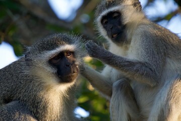 Vervet monkey in a tree, Zimbabwe