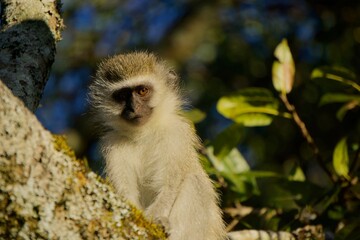 Vervet monkey in a tree, Zimbabwe