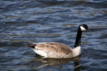 Canadian goose on the water