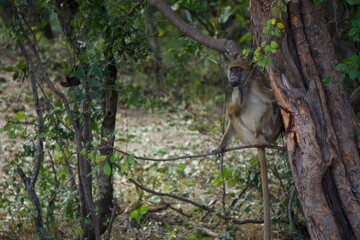 monkey on a tree